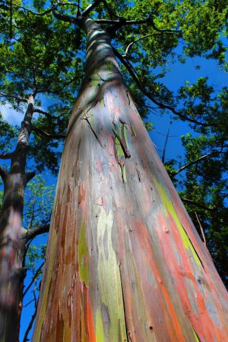 painted-gum-trees